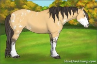 Horse Color:Buckskin Dun Sabino