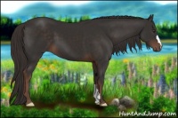 Horse Color:Liver Chestnut