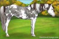 Horse Color:White Spotted Midnight Liver Red Dun Roan Splash