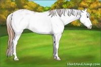 Horse Color:Chestnut Ice Sabino Splash 