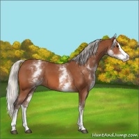 Horse Color:White Spotted Silver Bay Splash
