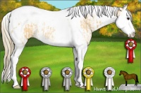 Horse Color:Silver Buckskin Roan Splash Tobiano Rabicano  and Buckskin Roan Splash Tobiano Appaloosa 