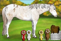 Horse Color:Chestnut Splash Tobiano Rabicano and White Spotted Buckskin Splash Tobiano Frame Varnish Rabicano