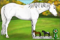 Horse Color:Palomino Splash Tobiano Varnish Rabicano