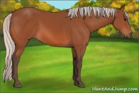 Horse Color:Silver Bay 