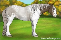 Horse Color:White Spotted Chocolate Palomino Sabino