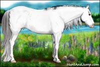 Horse Color:Liver Chestnut Sabino Splash 