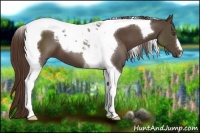 Horse Color:Liver Chestnut Tobiano