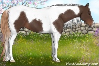 Horse Color:Liver Chestnut Tobiano
