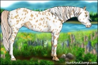 Horse Color:Palomino Leopard