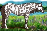 Horse Color:Liver Red Roan Appaloosa