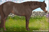Horse Color:Liver Chestnut Rabicano 