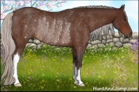 Horse Color:Silver Brown Rabicano 