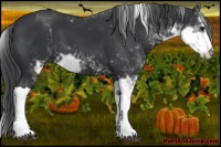 Horse Color:Black Sabino 