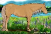 Horse Color:Palomino
