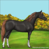 Horse Color:Liver Chestnut 