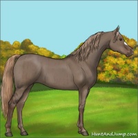 Horse Color:Liver Red Dun Brindle 