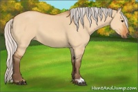 Horse Color:Silver Bay Dun