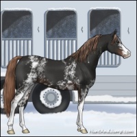 Horse Color:White Spotted Liver Chestnut 