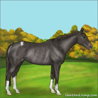 Horse Color:Smoky Black Appaloosa Rabicano 