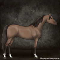 Horse Color:Liver Red Dun 