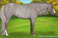 Horse Color:Silver Blue Roan Rabicano 