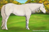 Horse Color:Smoky Creme Sabino Varnish Rabicano 