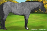 Horse Color:Blue Roan 