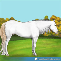 Horse Color:Smoky Grullo Roan Blanket Rabicano 