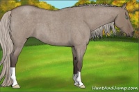 Horse Color:Silver Grullo Roan 