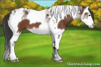 Horse Color:Bay Splash Tobiano