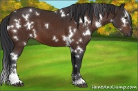 Horse Color:White Spotted Brown Sabino 