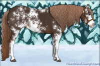 Horse Color:Liver Chestnut Sabino Appaloosa 