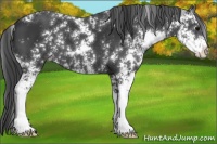 Horse Color:Black Sabino Appaloosa
