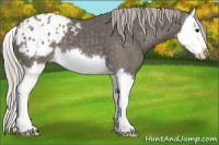 Horse Color:Silver Black Sabino Splash Appaloosa 