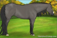 Horse Color:Grullo 