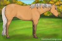 Horse Color:Silver Buckskin 