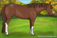 Horse Color:Liver Chestnut 