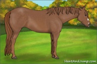 Horse Color:Liver Chestnut Splash Frame 