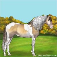 Horse Color:Classic Cream Champagne Onyx Tobiano 