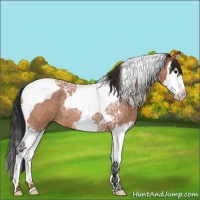 Horse Color:Bay Roan Splash Tobiano 
