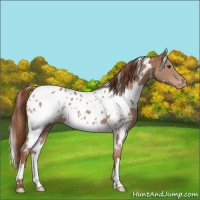 Horse Color:White Spotted Chestnut Appaloosa 