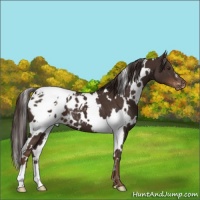 Horse Color:White Spotted Liver Chestnut Appaloosa 