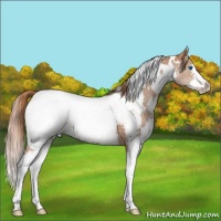Horse Color:White Spotted Chestnut Splash Appaloosa 