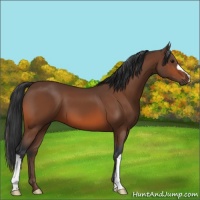 Horse Color:Bay 