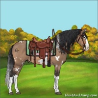 Horse Color:White Spotted Bay Dun Splash Rabicano 