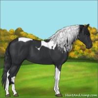Horse Color:Black Tobiano 