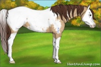 Horse Color:Buckskin Dun Splash Appaloosa 