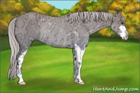 Horse Color:Silver Buckskin Ice Dun Sabino Rabicano 
