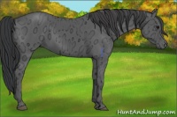 Horse Color:Black Ice 